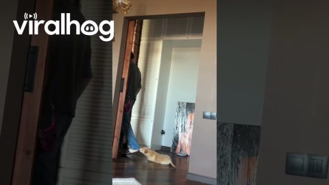 Dog Does Not Want to Let Dad Go to Work || ViralHog