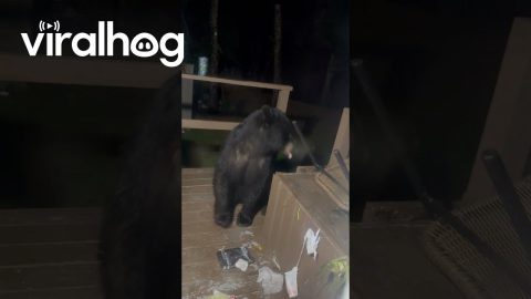 New England Black Bear Getting Into Trash || ViralHog