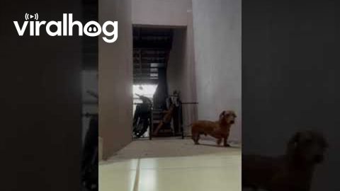 Dog Gate Doesn't Stop Dachshund || ViralHog