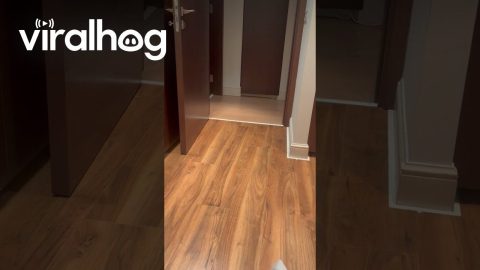 Cosmo Has So Much FOMO || ViralHog