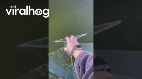 Breaking Ice on a Koi Pool || ViralHog
