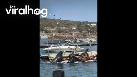 Big Boss Sea Lion Showing Up to the Meet || ViralHog