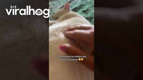 Baby Kittens Move Around in Mother's Womb || ViralHog