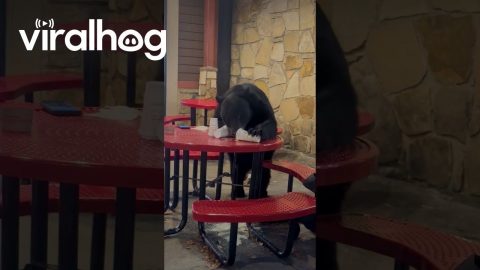 Gatlinburg Bear Eats Milkshake || ViralHog