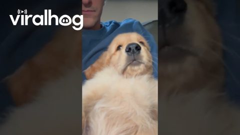 Golden Retriever Puppy Gets Hiccups || ViralHog
