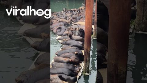 Sea Lion Scooching In || ViralHog