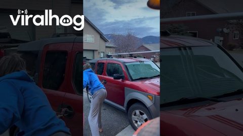 Cinnamon Black Bear Released From Big Sky Car || ViralHog