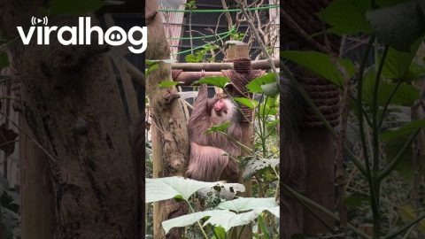 Sloth Plays With Butterfly Bestie || ViralHog
