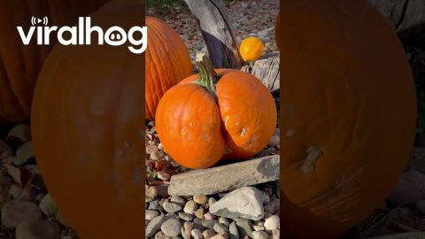 When the Pumpkin Needs a Parental Advisory || ViralHog