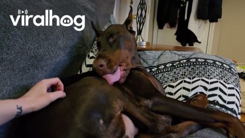 When Your Tongue Software Needs an Update || ViralHog