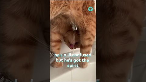 Orange Cat Hasn't Mastered Drinking Normally || ViralHog Shorts