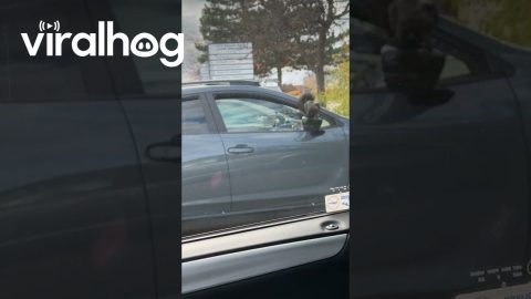 Squirrel Escaping Inside of Car || ViralHog