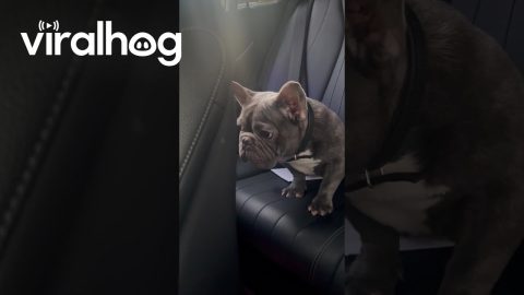 Free Frenchie Gets New Home || ViralHog