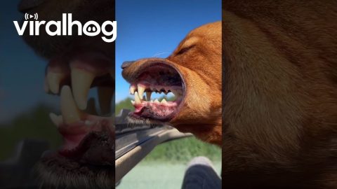 Adventure Dog Reaching His 49th State || ViralHog