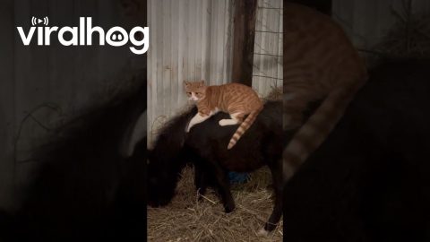Orange Cat And His Pony Friend || ViralHog