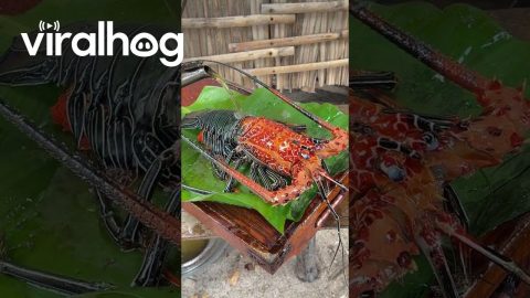 Hot Oil Turns Lobster Orange || ViralHog
