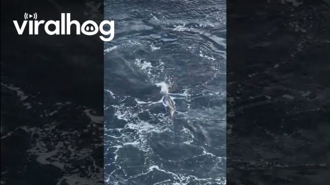 Whale Lunge Feeding Near Cruise Ship || ViralHog