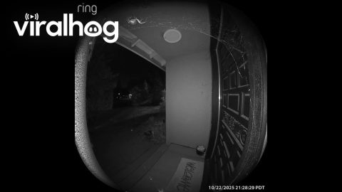 Spider Scared Off by Ring Camera || ViralHog