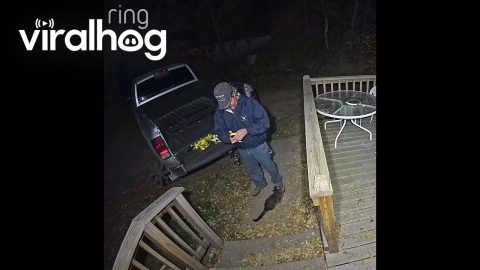 Neutered Cat Gets His Revenge || ViralHog