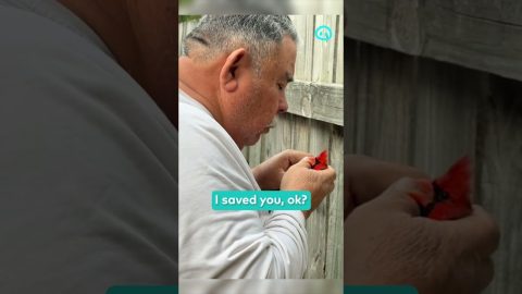 Veteran Saves Cardinal From His Backyard Fence || ViralHog Shorts