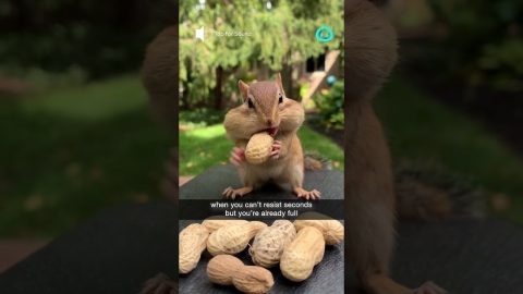 Chipmunk Stuffs Cheeks With Peanuts || ViralHog Shorts