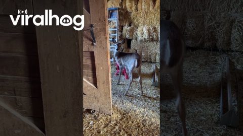 Deer Takes Advantage Of Chicken Feed Buffet || ViralHog