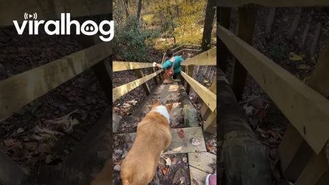 Corgi Struggles With Steep Trail Stairs || ViralHog
