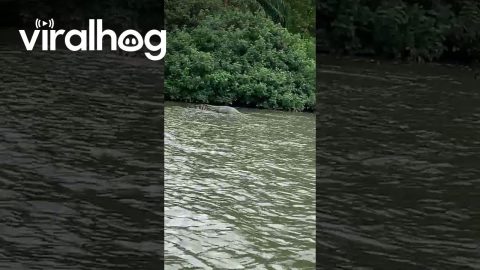 Passing By a Massive Crocodile in Indonesia || ViralHog