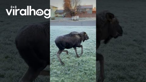 Baby Moose Is Over Halloween Decorations || ViralHog