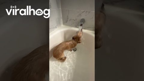 When You've Had a Long Week || ViralHog