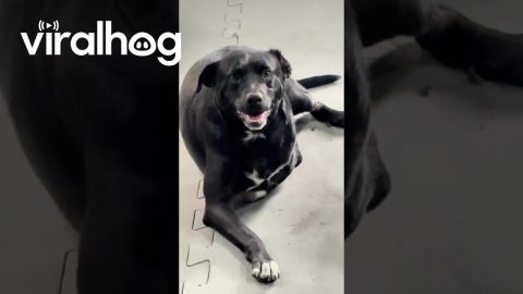 Gym Dogs Provide Workout Motivation || ViralHog