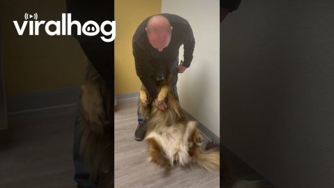 Dog Needs Dad to Hold Her at the Vet || ViralHog