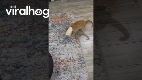 Orange Gets His Head Stuck in a Paper Bag || ViralHog