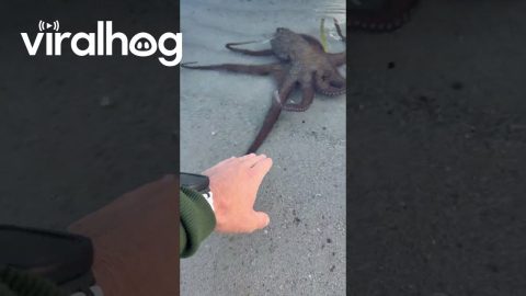 Octopus Came to Say Hello || ViralHog