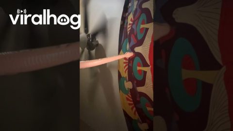Silly Snake Tries to Get a Better Signal || ViralHog