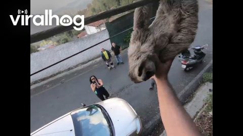 Sloth Rescued From Power Lines || ViralHog