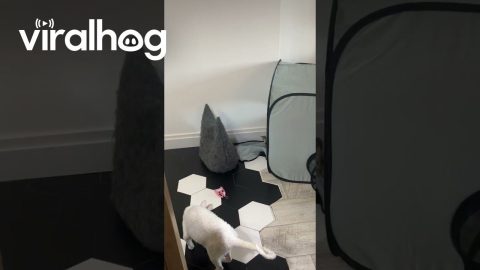 Kitty Hates It When Her Tent is Disturbed || ViralHog