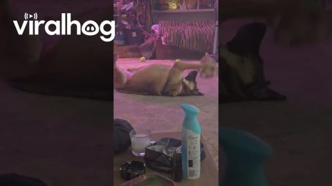 "Big and Scary" German Shepherd Loves Her Toy || ViralHog