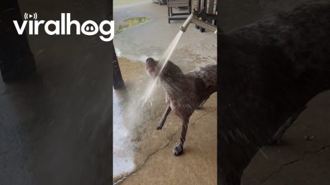 Dog Loves Drinking Out of a Hose || ViralHog