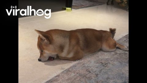 Funny Dog Licking Floor || ViralHog