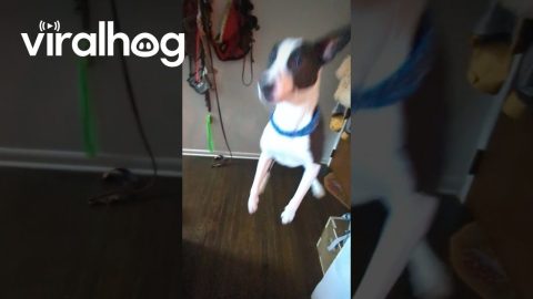 Dog Jumping For Joy Gets Serious Air || ViralHog