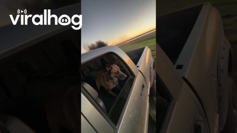 Took Pup for a Drift || ViralHog