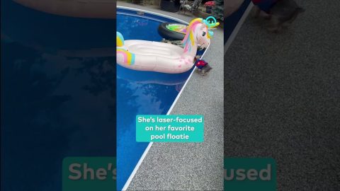 World’s Most Well-Traveled Dog Rushes to Her Pool Day || ViralHog Shorts
