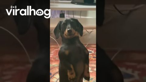 Wiener Dog Makes Movie Night Awkward || ViralHog