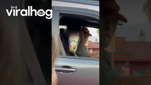 Miniature Horse Is Perfect Passenger Princess || ViralHog