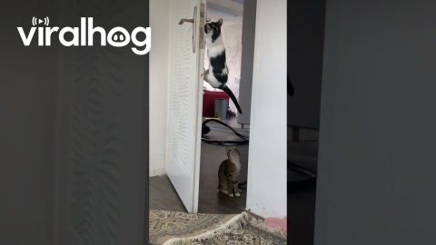Smart Cat Opens the Door Like a Human || ViralHog