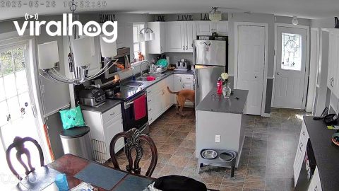 Kevin Our Dog Stealing Our Food || ViralHog
