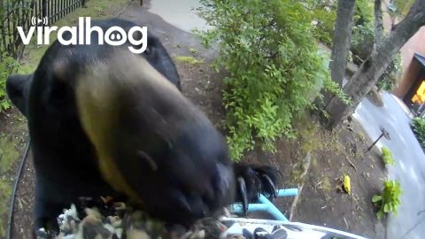 Goffstown Bear Hits the Jackpot! || ViralHog