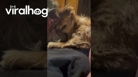 Dog Wants Dad to Herself || ViralHog