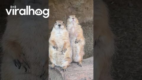 Prairie Dog Jailbreak || ViralHog